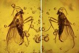 Detailed Fossil Fly (Diptera) In Baltic Amber #87236-1